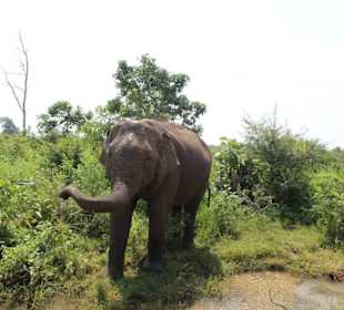 Elefant am Wasserloch