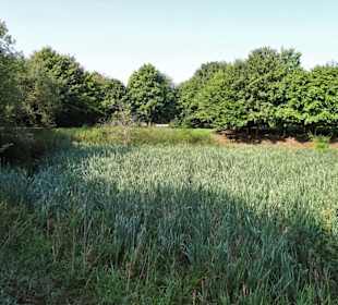 Schilfflächen im Wasser-Biotop des Arboretum