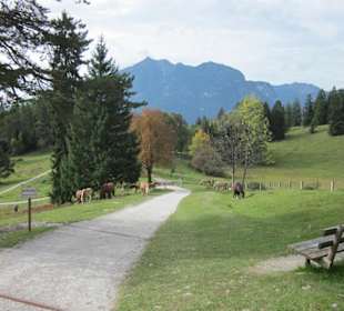 Pferde-Weide am Wanderweg