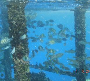 Fischschwarm unterm Steg