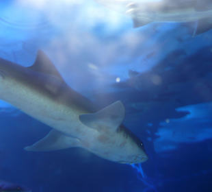 Röhren Aquarium Antalya 