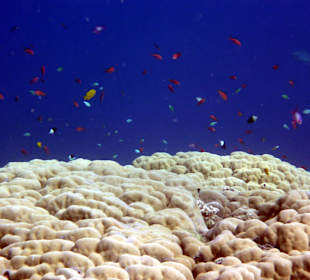 Schnorcheln Marsa Alam