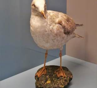 Naturwissenschaftliches Museum