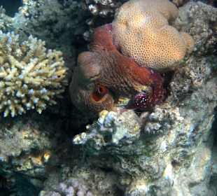 Passt sich perfekt an