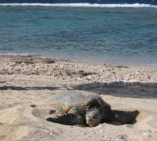 Schildkröte 500 m nördlich vom Hotel