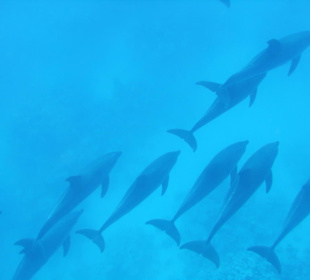 Schnorcheln mit Delfinen