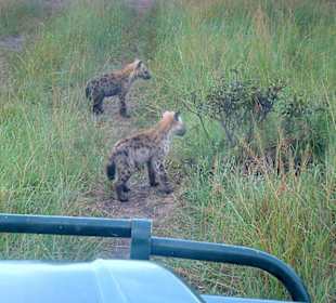 Eine Hyänenfamilie und ihre Jungen
