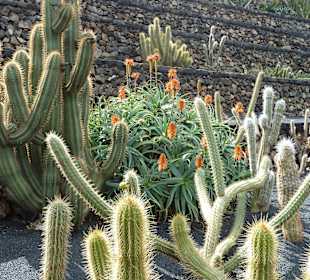 Aloes in voller Blüte