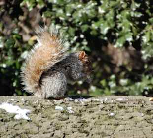 Central Park, New York