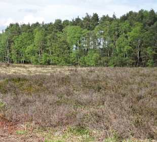 Wanderweg durch die Heide an der Talsperre
