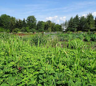 Rundgang durch den Ökologisch-Botanischen Garten