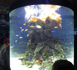 Aquarium / Oceanongrafic