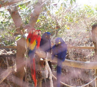 Marineland Mallorca  Papagai