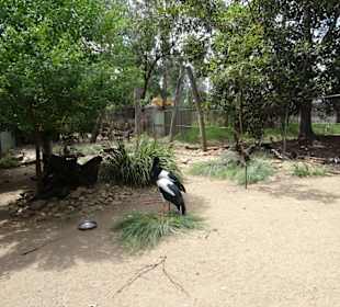 Stadtrundgang Sydney