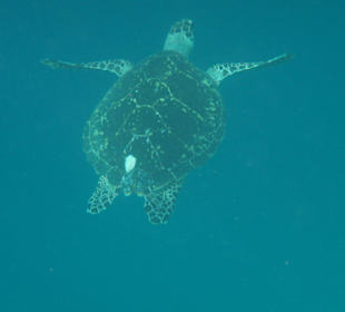 Schildkröte bei einem Schnorchelausflug