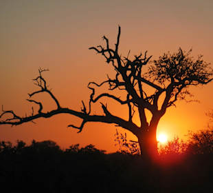 Sundowner im Busch
