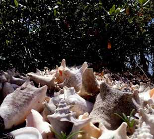 Wycieczka, rajskie Karaiby