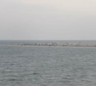 Seehundbank Tegeler Plate