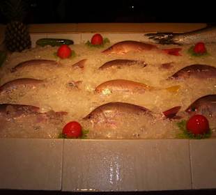 Red and white Snapper