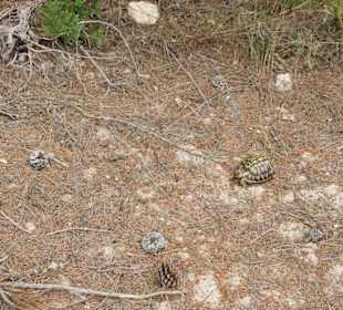 Freilebende Schildkröten.