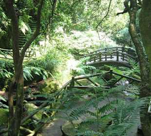 Geordneter Weg durch den Dschungel