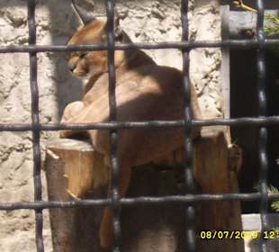 Zwierzaki z krakowskiego Zoo.