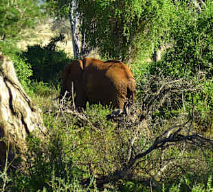 Elefant im Nationalpark
