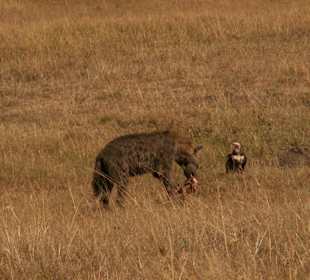 Hyäne beim Frühstück