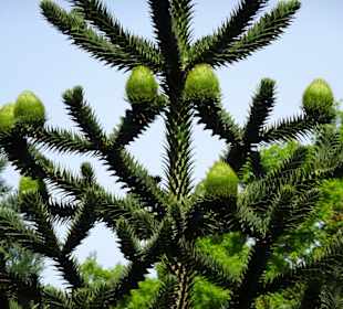 Eindrücke vom Rundgang durch den Berggarten