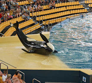 Orca - Show in Loro Parque