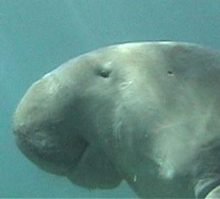 Seekuh beim Schnorchelausflug