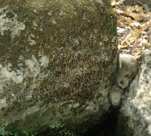 Schmetterlinge am Felsen