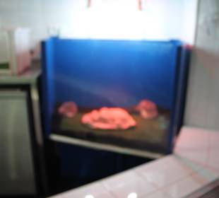 Baby Station Pinguine