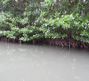 Auf dem Boot durch den Mangrovenwald