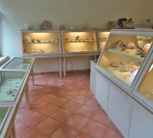 Rundgang durch das Muschelmuseum Wremen