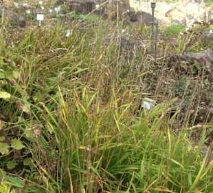 Alpinum
