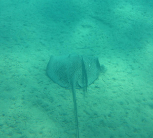 Hausriff - iPhone 5 im DiCAPac Plastik Case