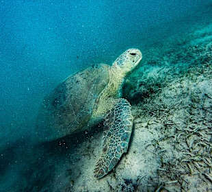 Schnorcheln Soma Bay