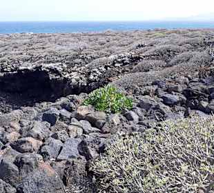 Inselrundfahrt AIDA Tagestour