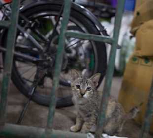 Markets of Bagnkok - 