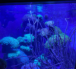 Aquazoo Löbbecke Museum Düsseldorf