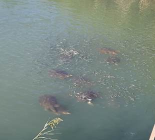 Strandpromenade Evrenseki