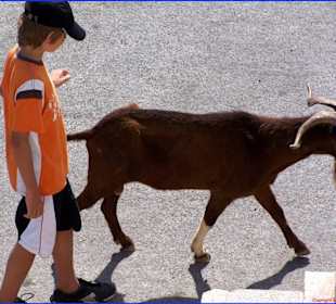 Peter und seine Geiß