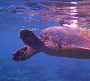 Eine von vielen Schildi´s am Hausriff