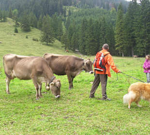 Begegnung mit Kühen an dem See hautnahe