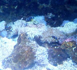Im Aquarium