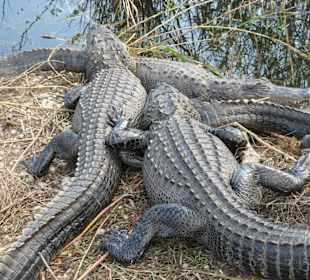 Everglades National Park: Anhinga Trail