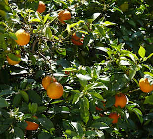 In Cascais gibt es jetzt Orangen