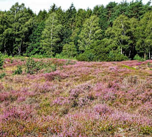 Das Pestruper Gräberfeld zur Heideblüte