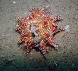 Tauchen bei Racha Island